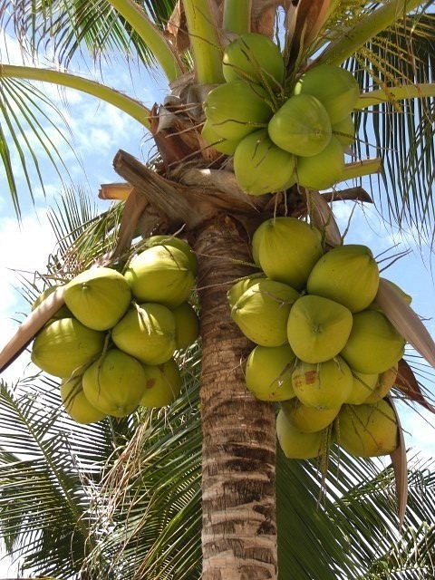 Fancy a Coconut