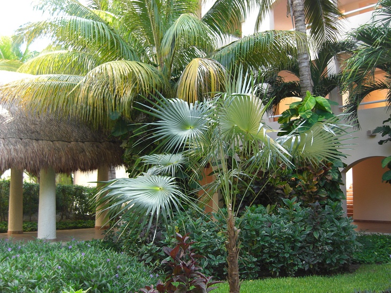 Great Tropical Planting