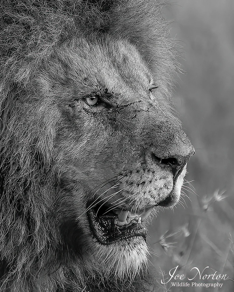 Lion King 1 BW