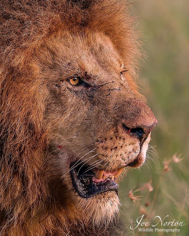 Lion King 1 Color