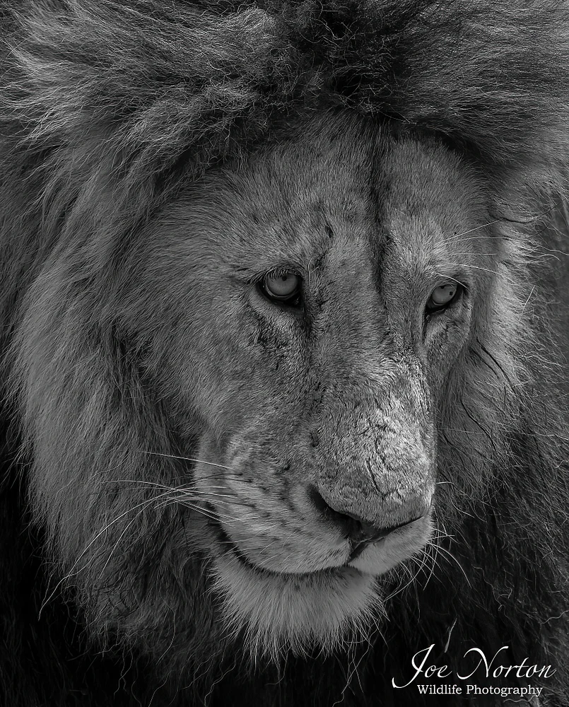 LIon King 3 BW