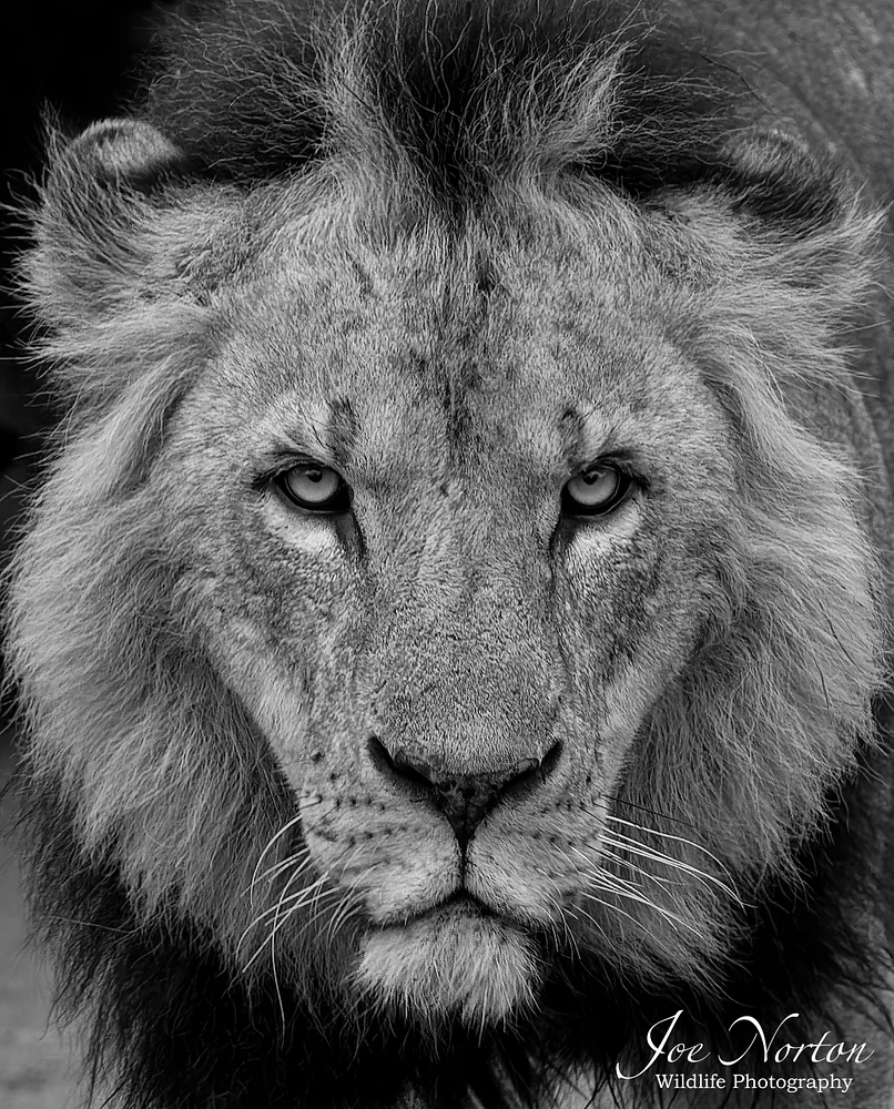 Lion King 2 BW