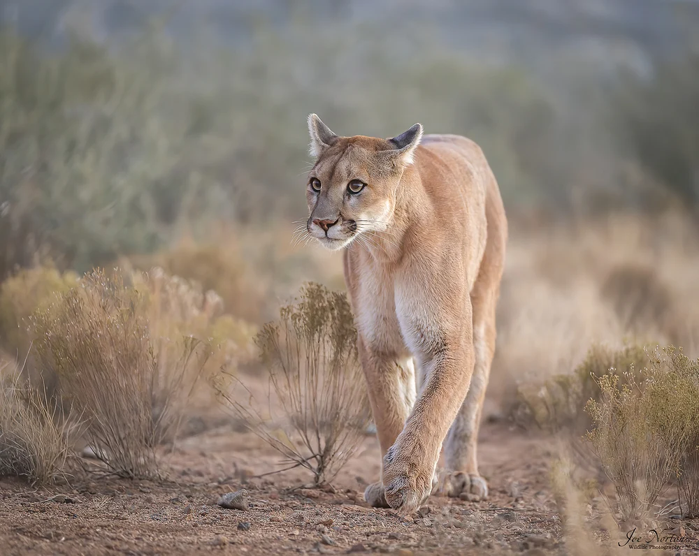 Cougar