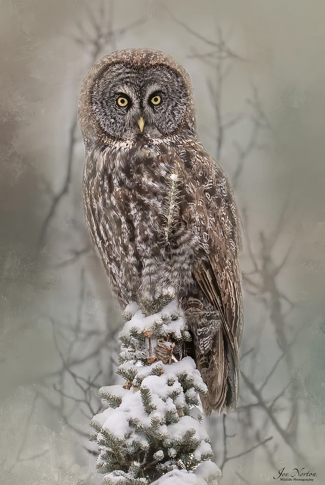 Great Grey Ow
