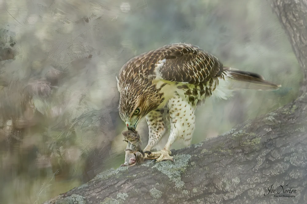 Red Tail Hawk w Catch