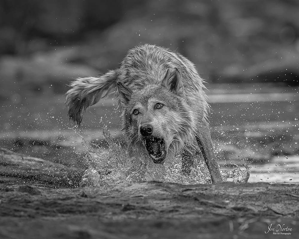 River Wolf BW