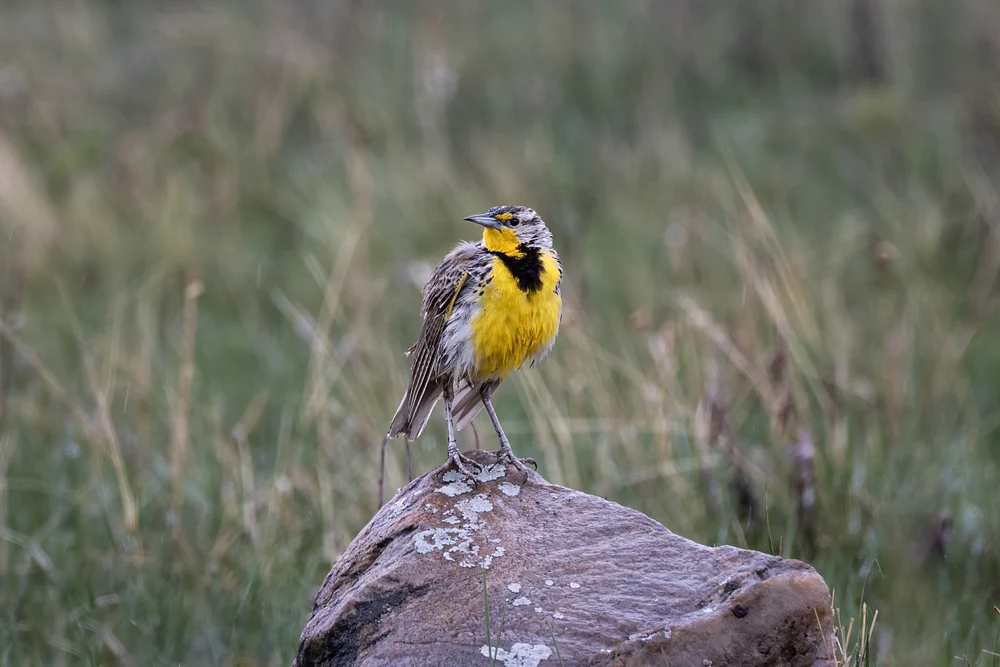 Custer State Park 2025-05 5197
