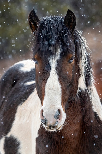 Wild Horse in Snow - Rozanne Hakala Photography