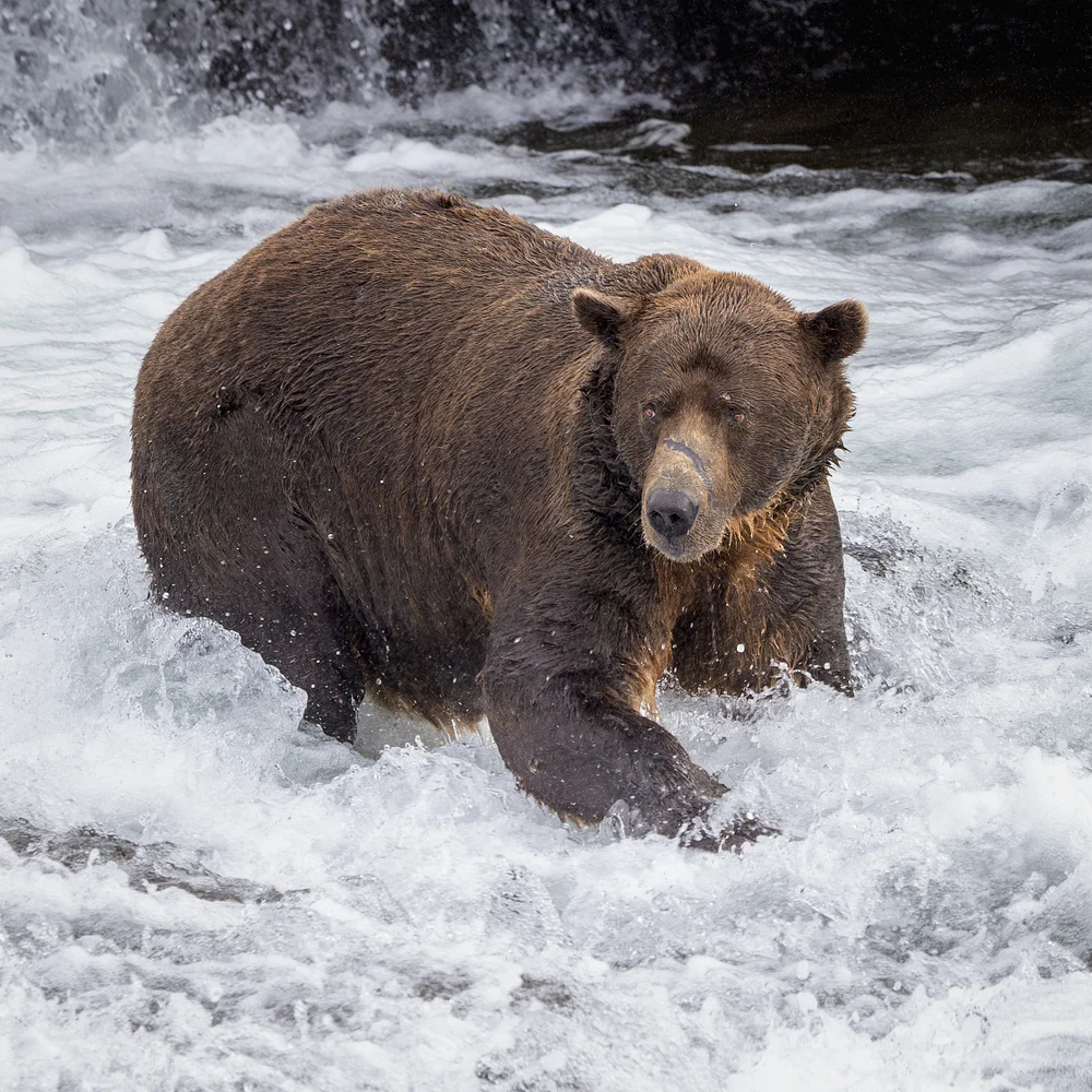 Searching for Salmon