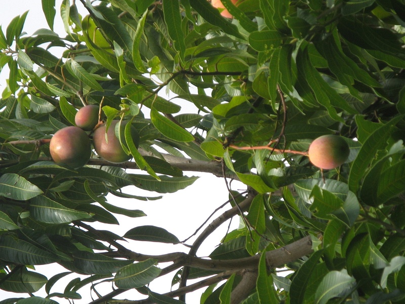 Mango tree