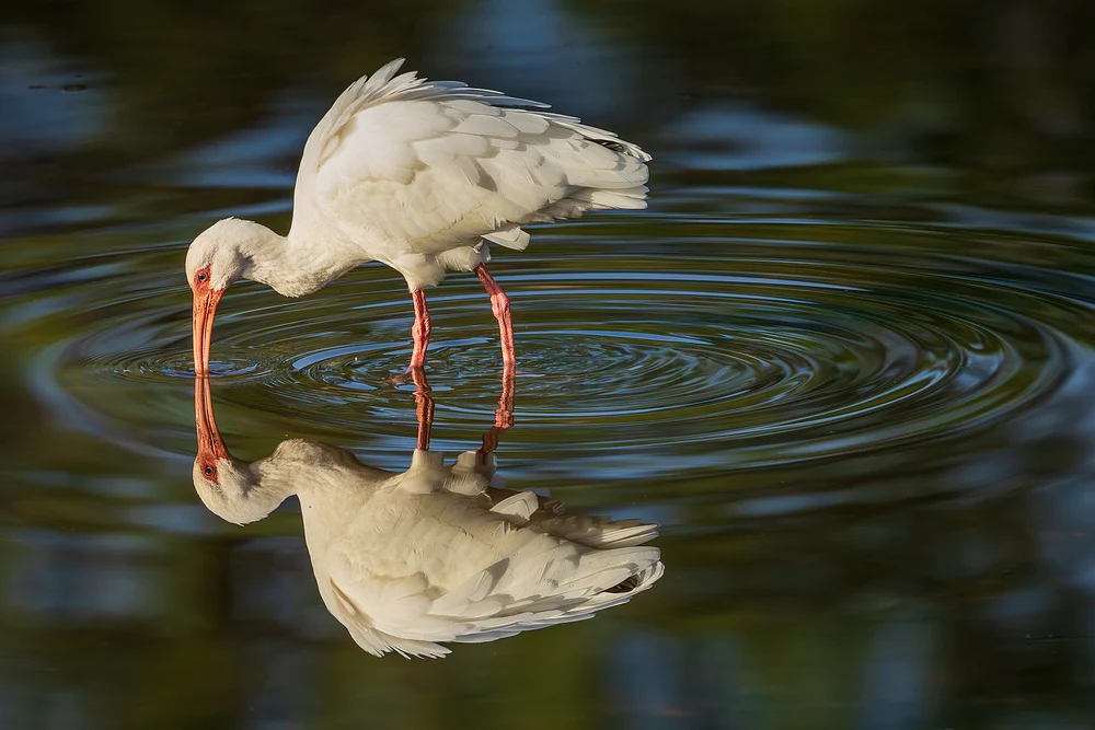 Sam-Knutson-Ibis-Reflected-Jacksonville-Zoo