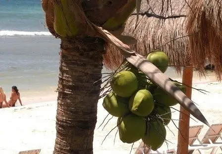 Coconut anyone!!! by flipflopman