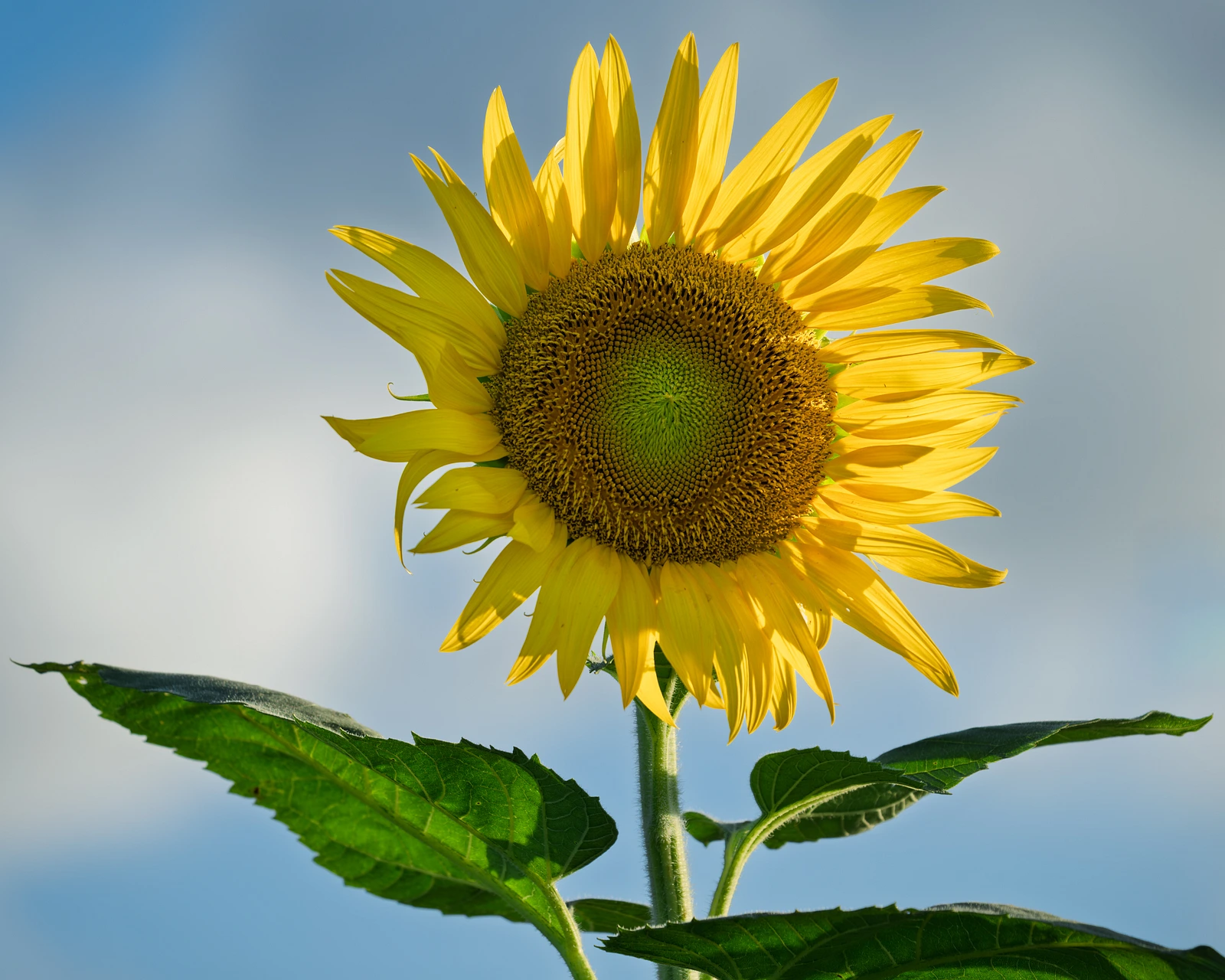 Sunflowers, Snook, Texas