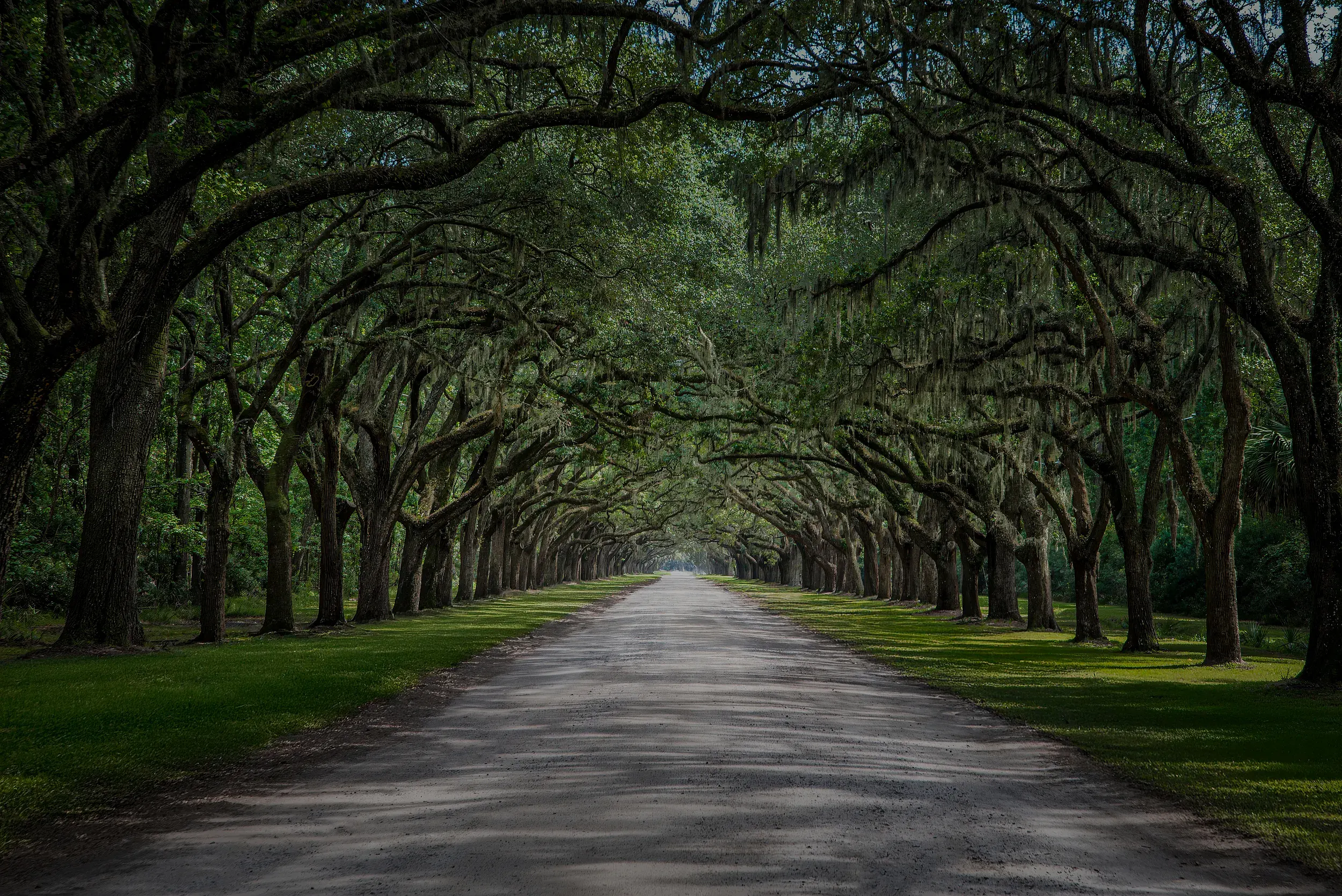 Savannah