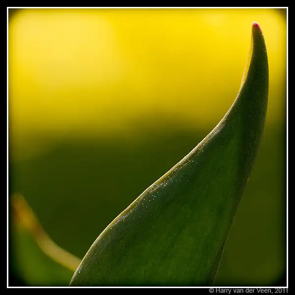 Tulpen-2 by Harry Van der Veen