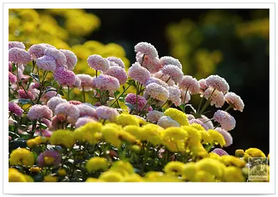 2012銅鑼杭菊節Chrysanthemum