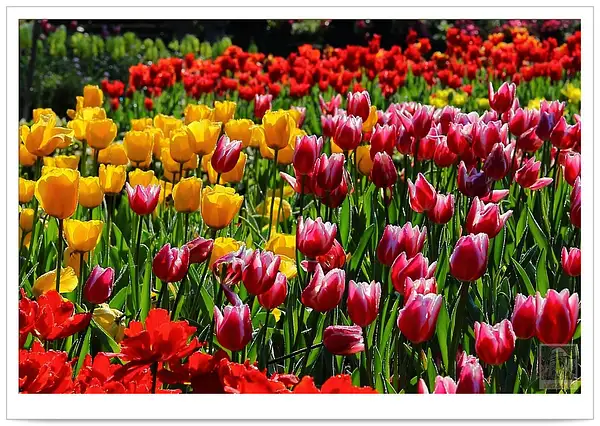 桃源仙谷鬱金香 Beautiful tulips by Jack Lee