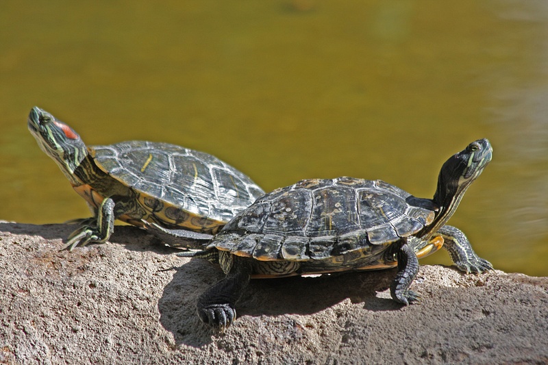 On the small pond just outside our room-Turtles basking in the afternoon sun