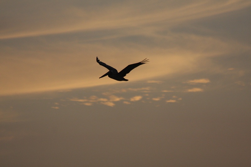 Pelican on dusk patrol