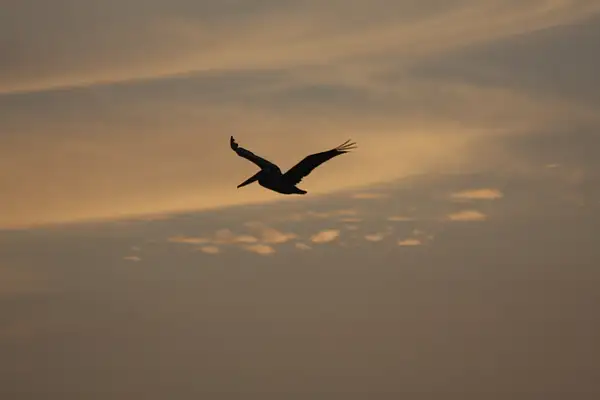 Pelican on dusk patrol by ThomasCarroll235