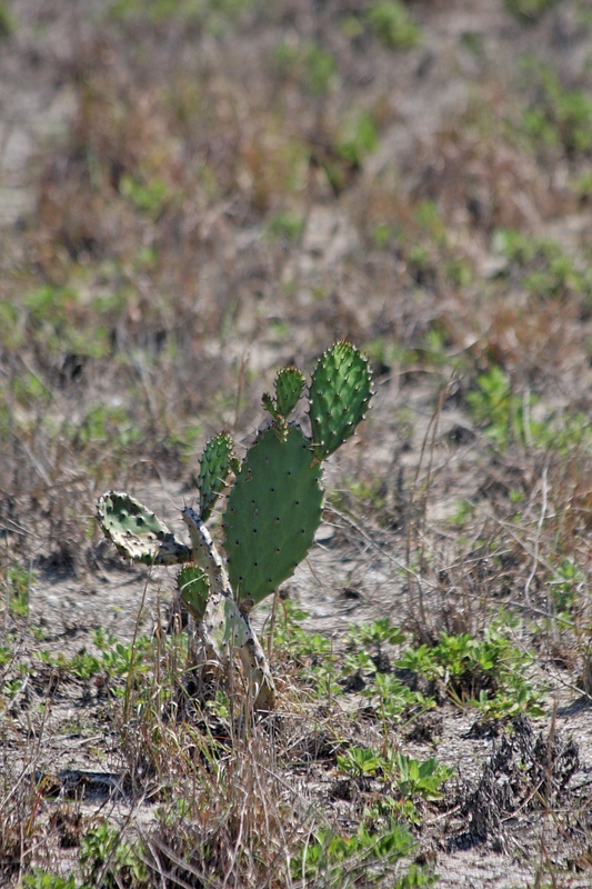 Cacti in the scrubland near the inlet