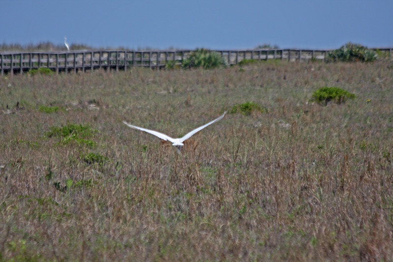A egret spreads its wings for a takeoff