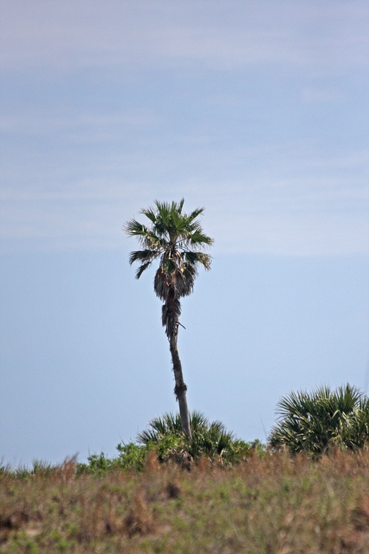 The lone palm