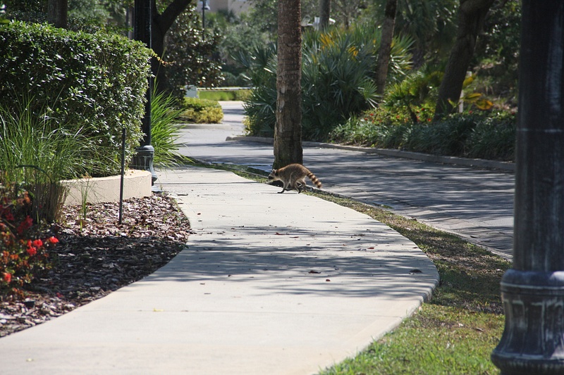 A racoon prowling in New Smyrna Beach