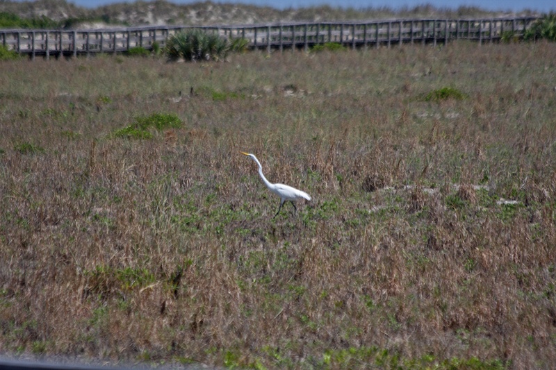 A egret goosestepping by