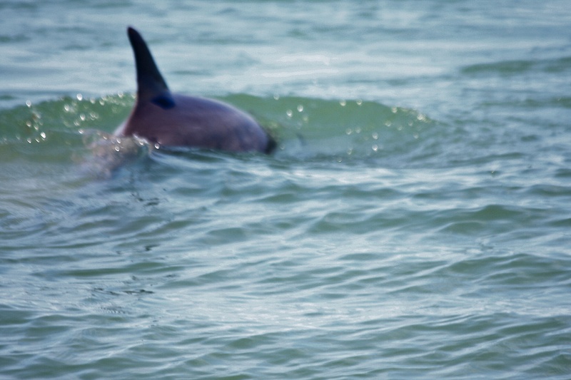An amazing site-Dolphins frolicked within 10 feet of the shoreline on Ponce Inlet
