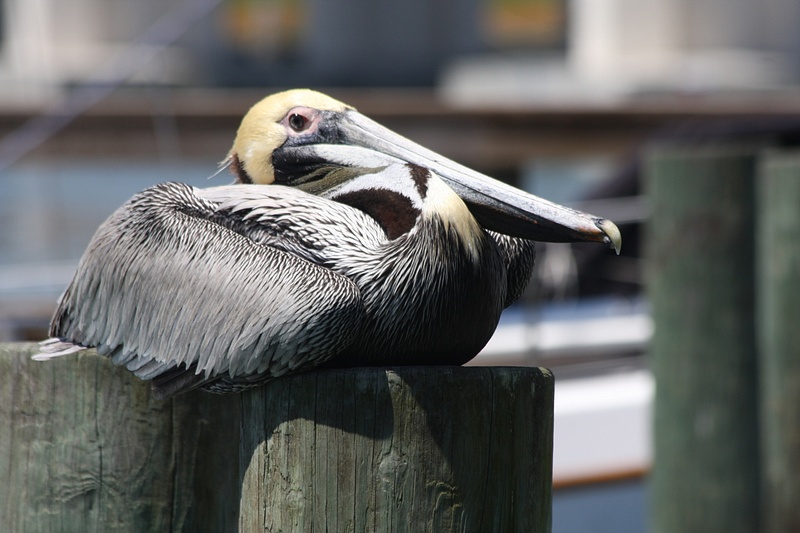 Our Pelican friend tucks in