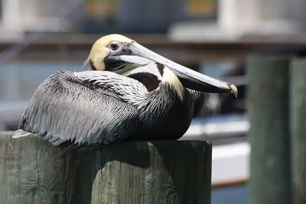 Our Pelican friend tucks in by ThomasCarroll235