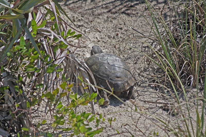 A tortuga makes his getaway