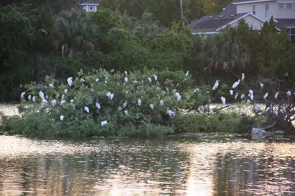 Birds gather for the evening on Barb's and Tom's island...