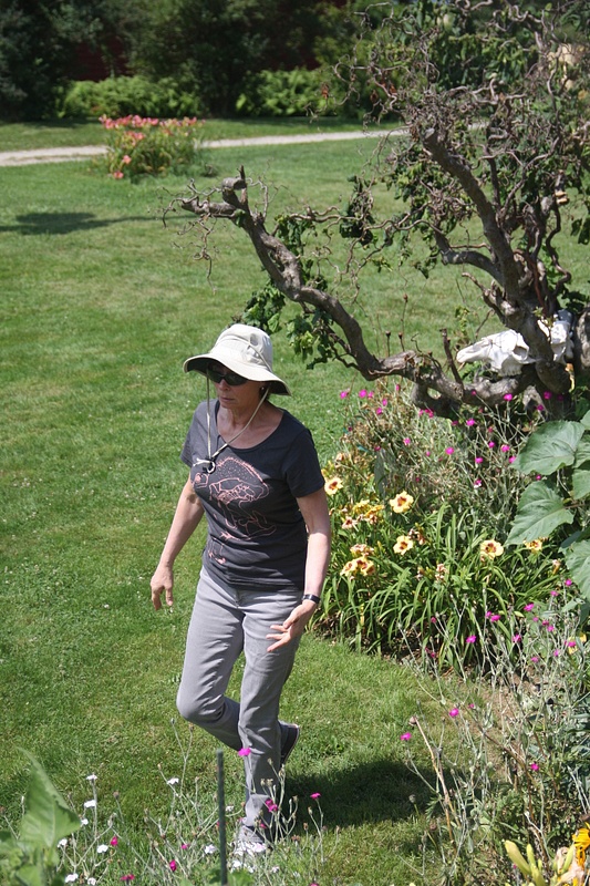 Libby patrolling the garden.