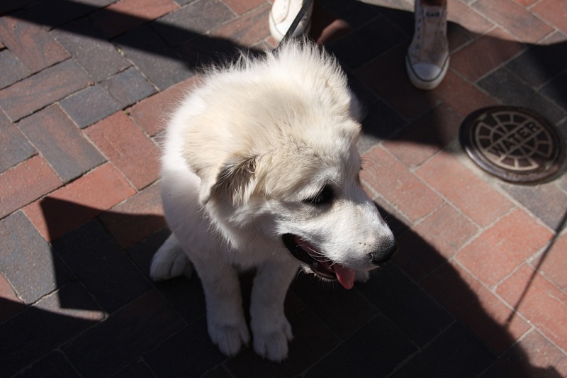 A Pyrenees puppy-A face just like our Corby!