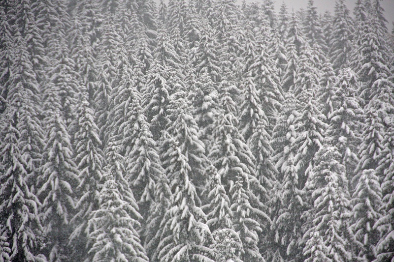 An army of conifers blanketed in white on October 2