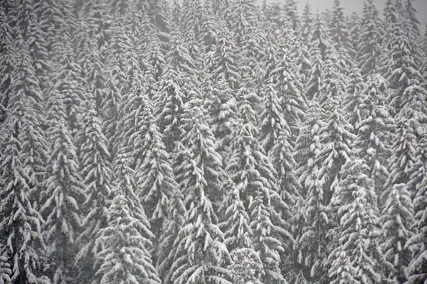 An army of conifers blanketed in white on October 2 by...