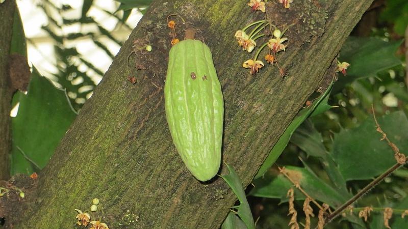 A coco pod-source of chocolate-Phipps Conservatory and Botanical Gardens