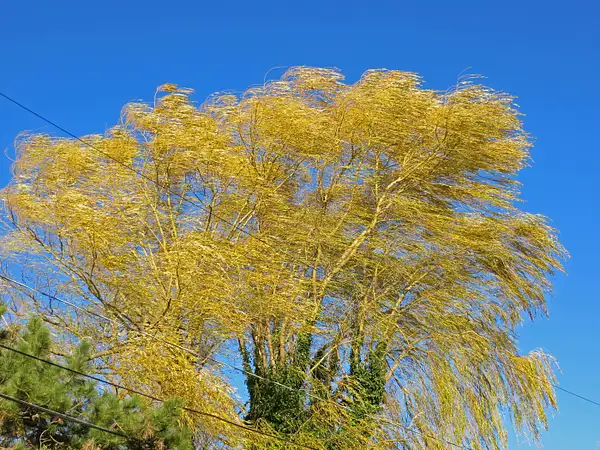 Yellow Willow, Hull by ThomasCarroll235