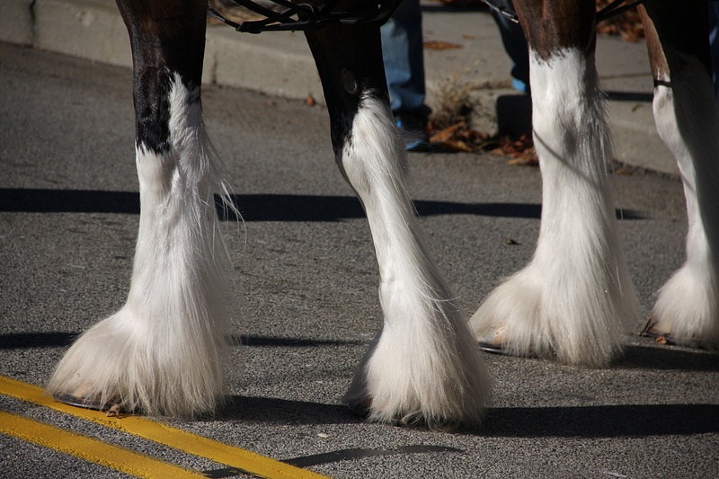 The distinctive Clydesdale shaggy hooves