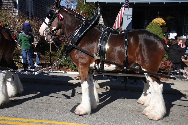 Clydesdales in profile
