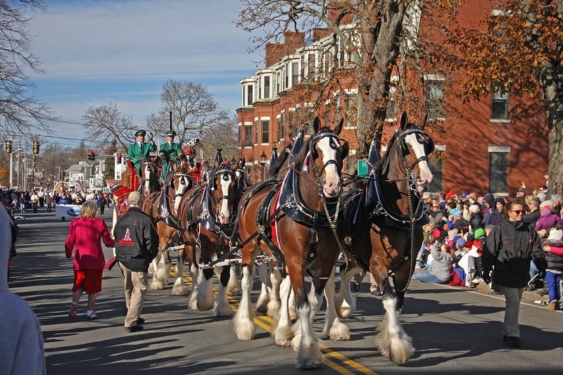 The Budweiser Clydesdales on parade