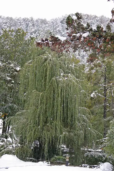 An unusual sight: A Weeping Willow in the snow by...