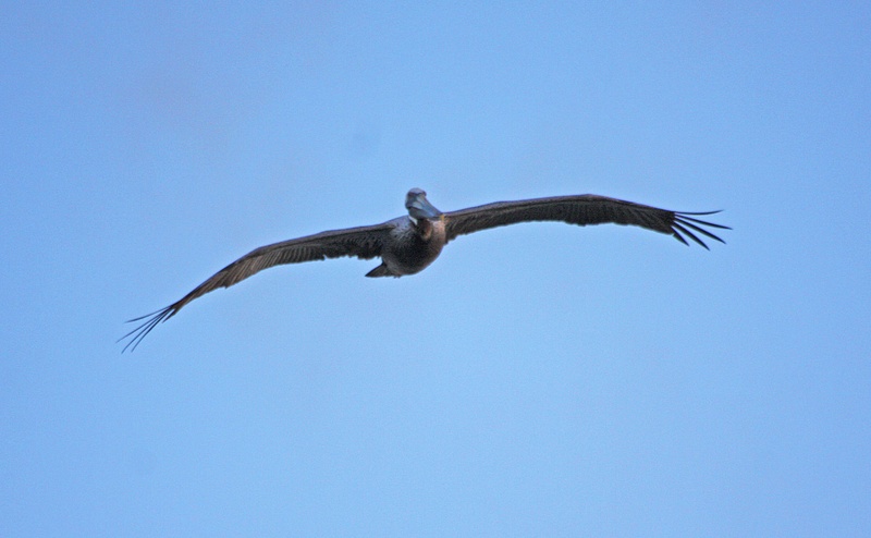 Impressive wingspan