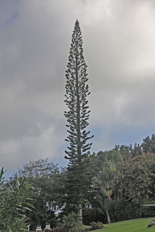 An unusual tree-Ottley's plantation