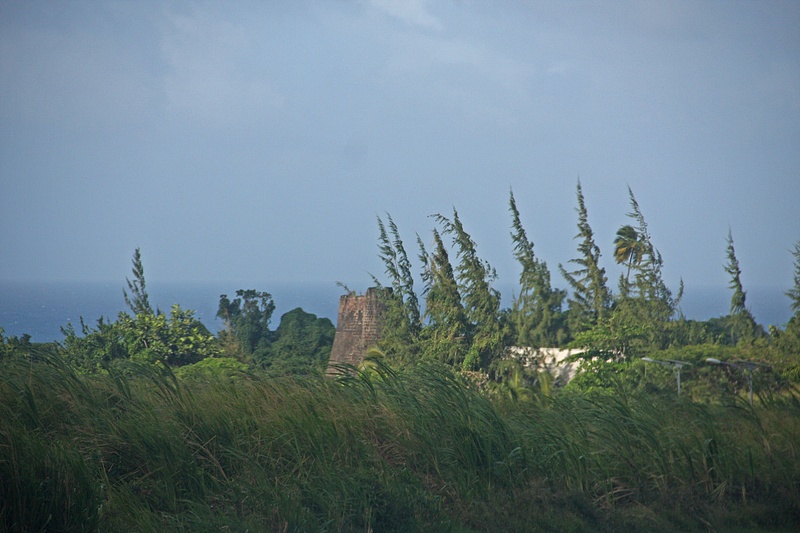 Sugar cane sways in the breeze in front of an abandoned plantation structure