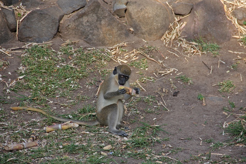 A Vervet Monkey snacking on bamboo