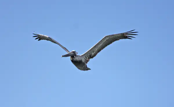 Pelican in flight by ThomasCarroll235
