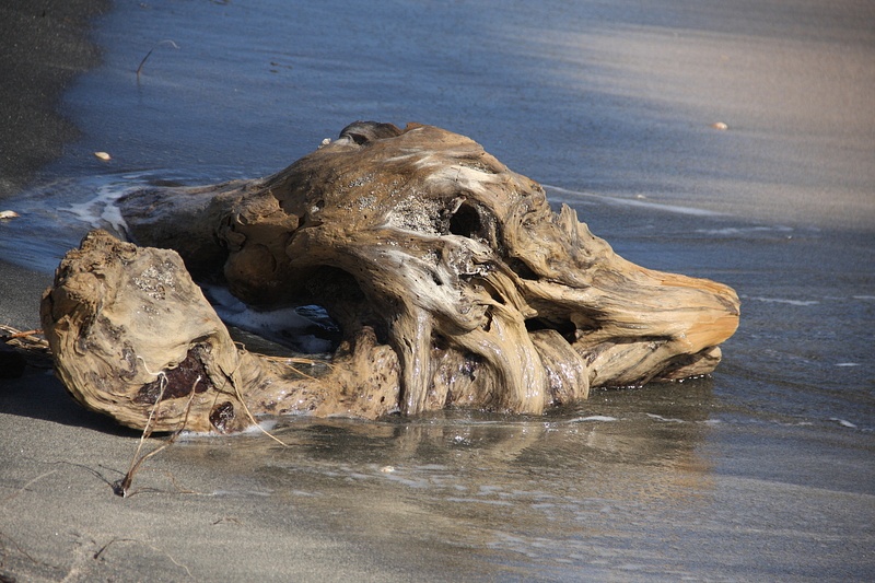 Driftwood in the shape of a dog's head